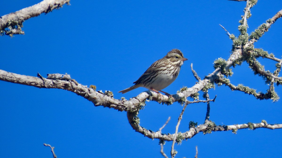 Savannah Sparrow (Savannah) - ML646821247