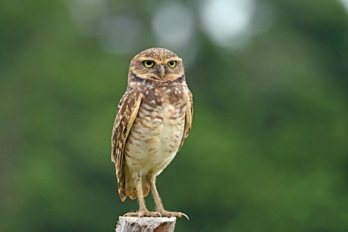 Burrowing Owl - ML646821249