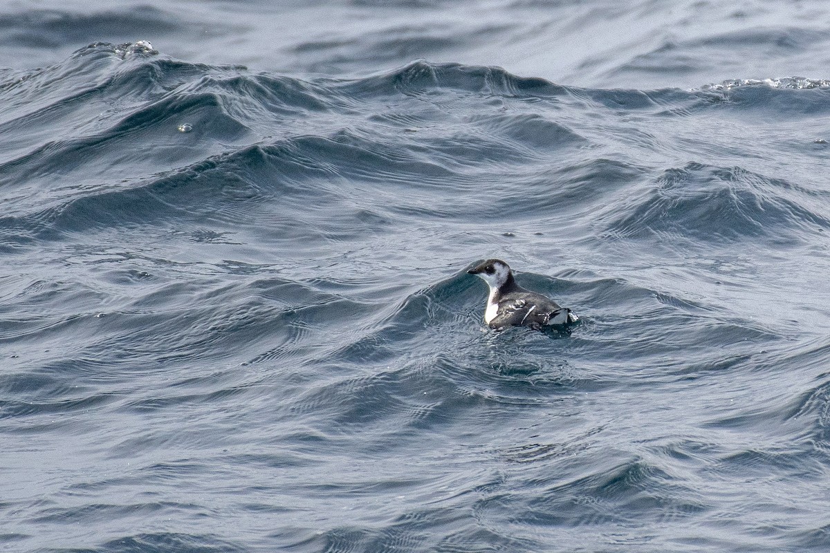 alkekonge - ML646821250