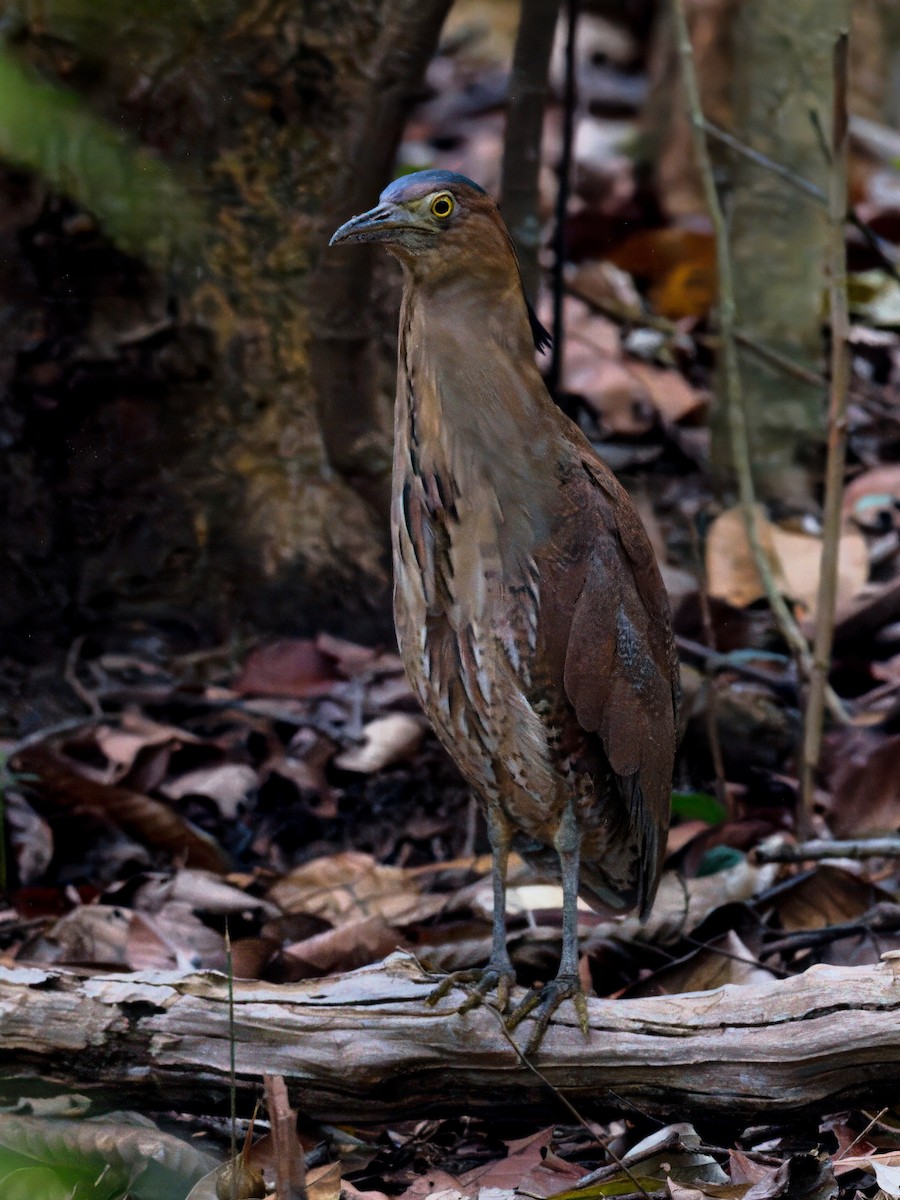 Malayan Night Heron - ML646821251
