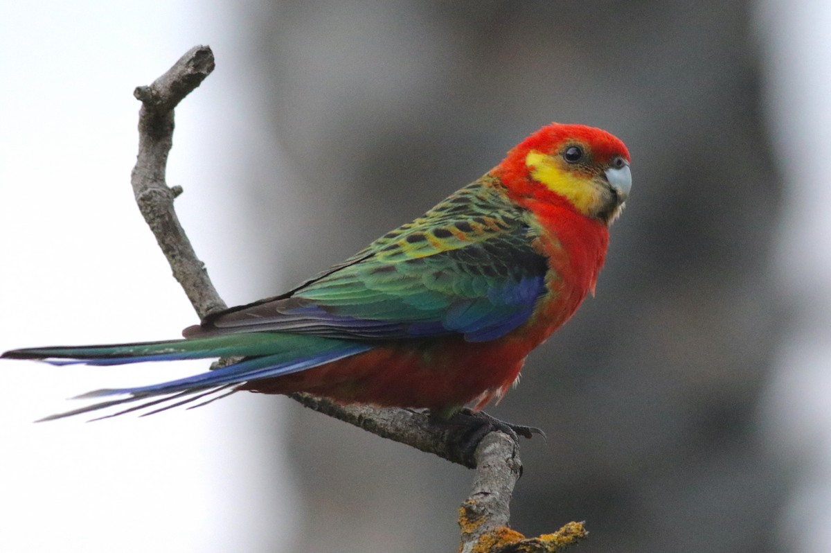 Western Rosella - ML646821253
