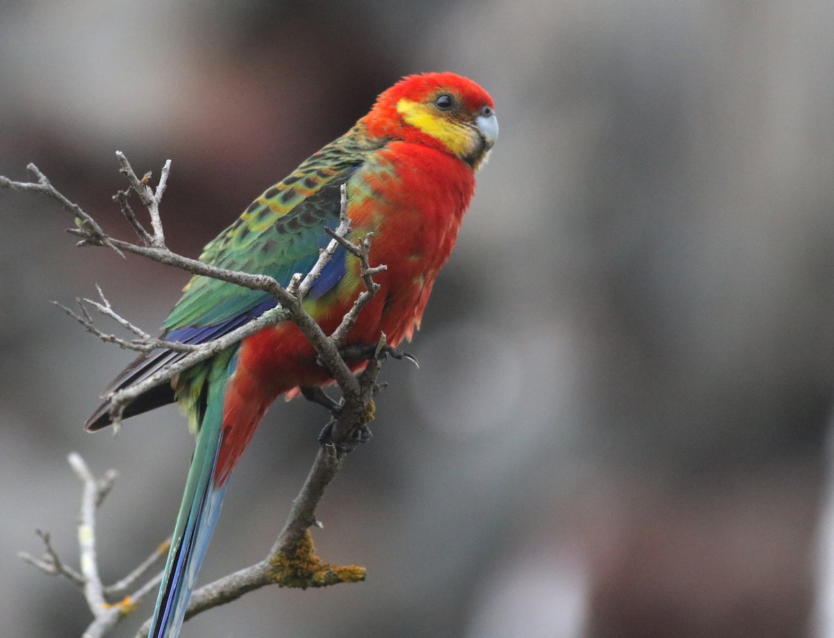 Western Rosella - ML646821254
