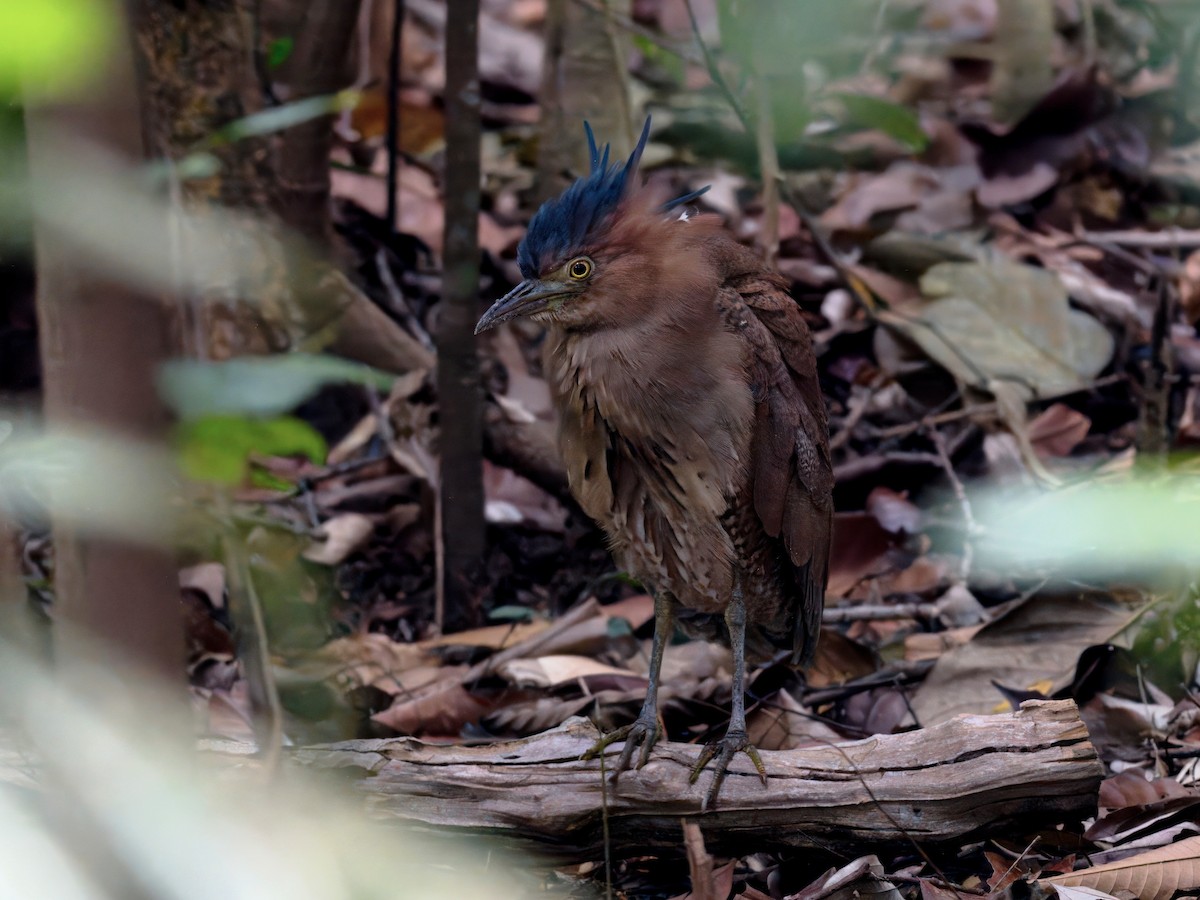 Malayan Night Heron - ML646821256