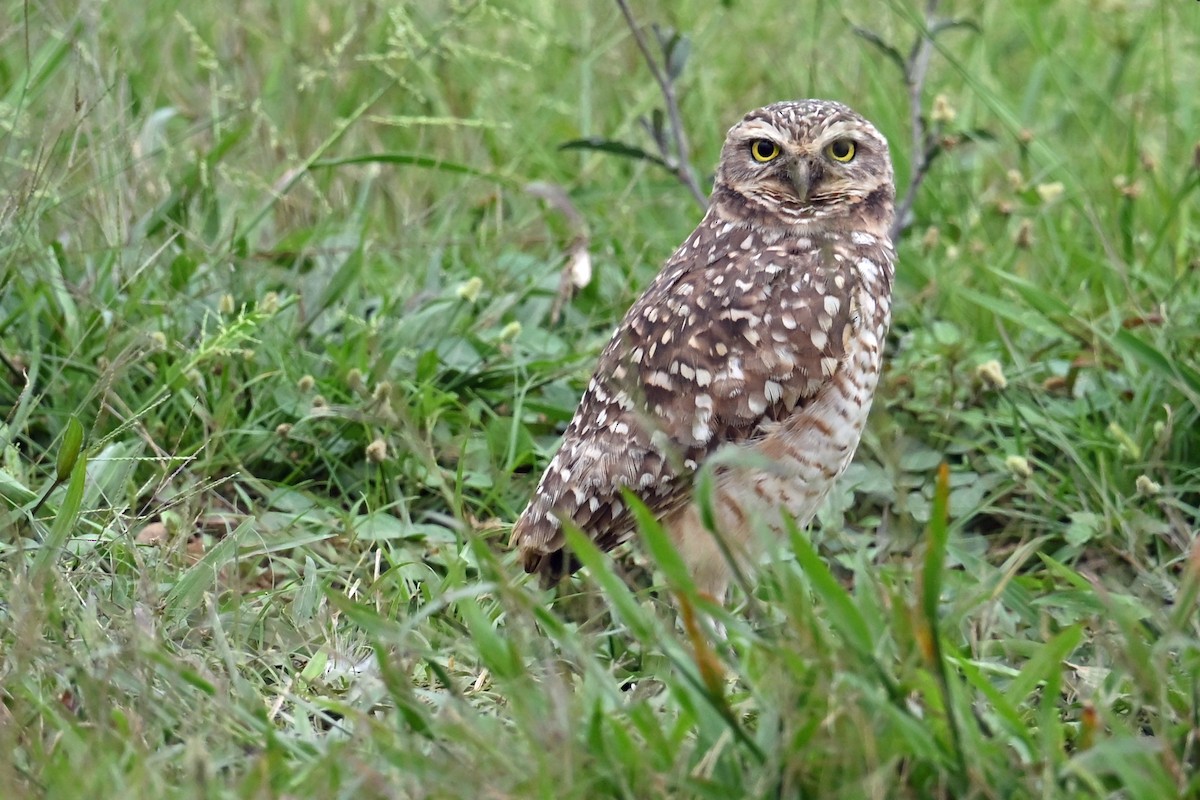 Burrowing Owl - ML646821257
