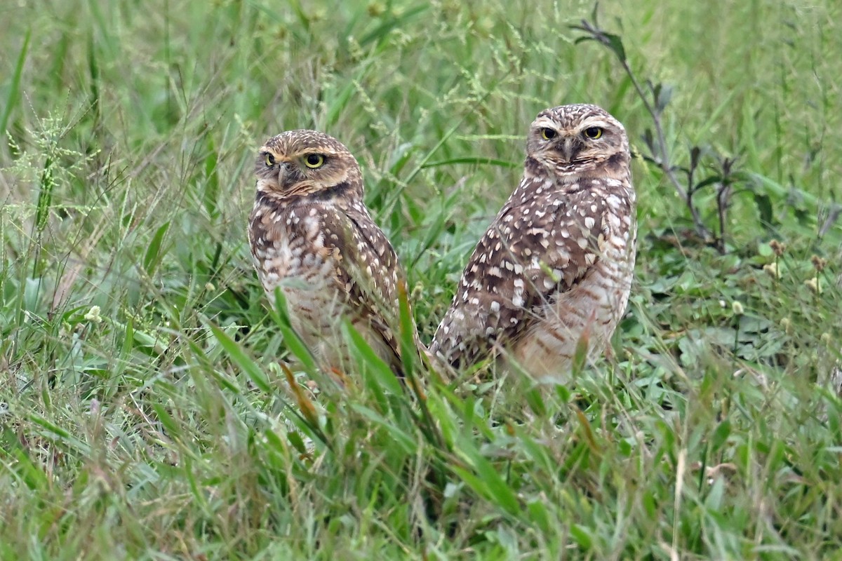 Burrowing Owl - ML646821259
