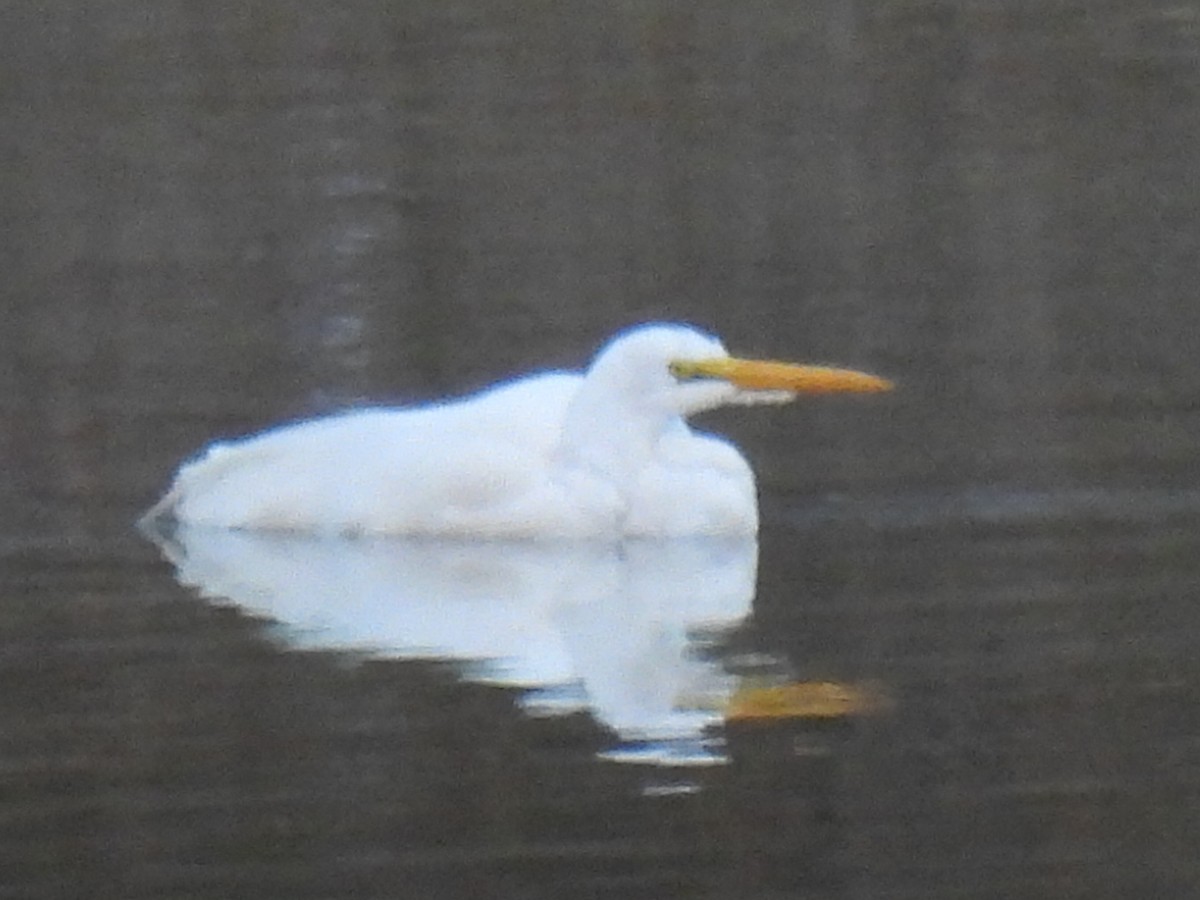 volavka bílá - ML646821261