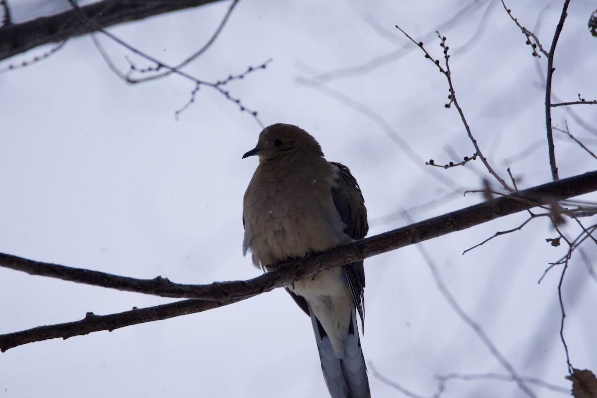 Mourning Dove - ML646821265