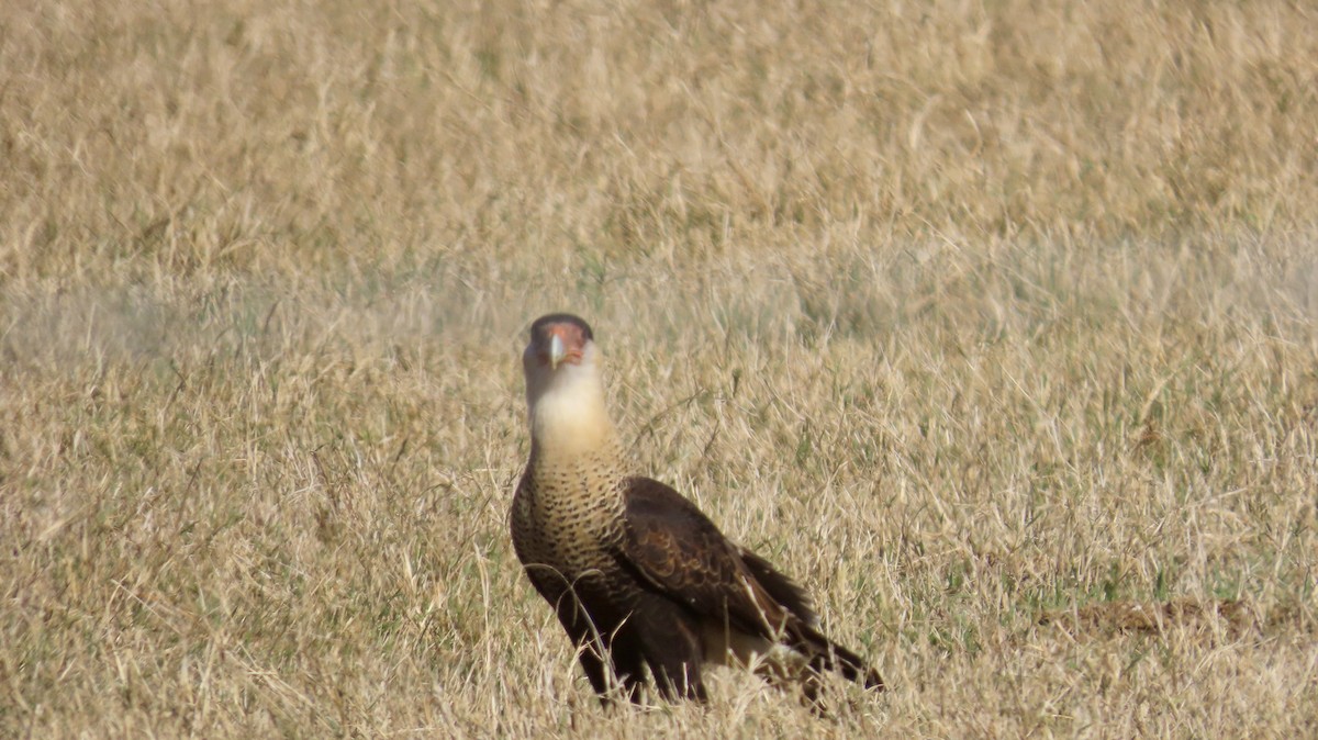 Schopfkarakara (Nordkarakara) - ML646821269