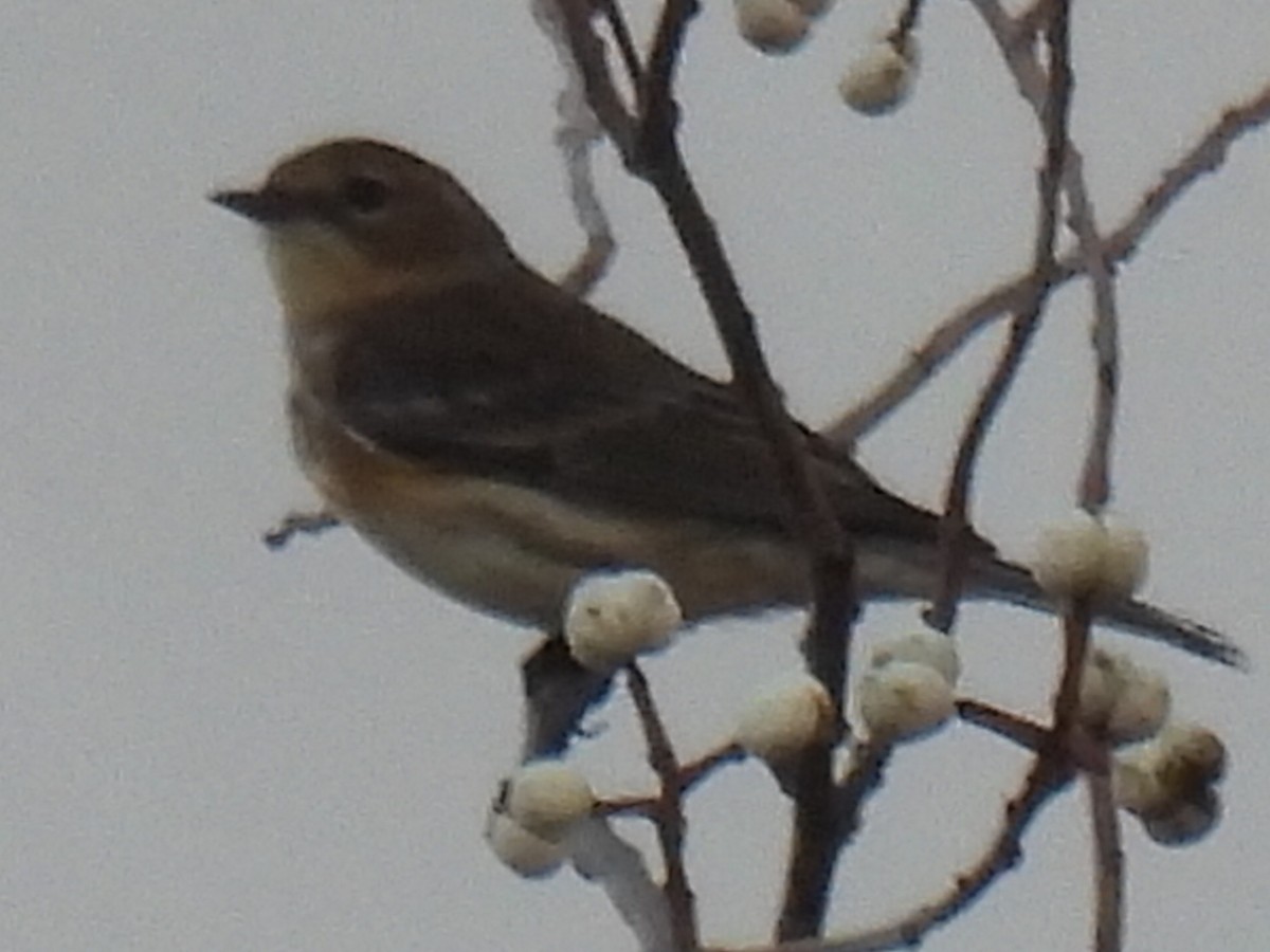 lesňáček žlutoskvrnný - ML646821270