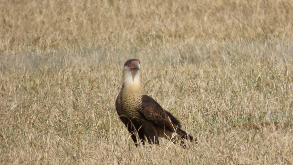 Schopfkarakara (Nordkarakara) - ML646821284