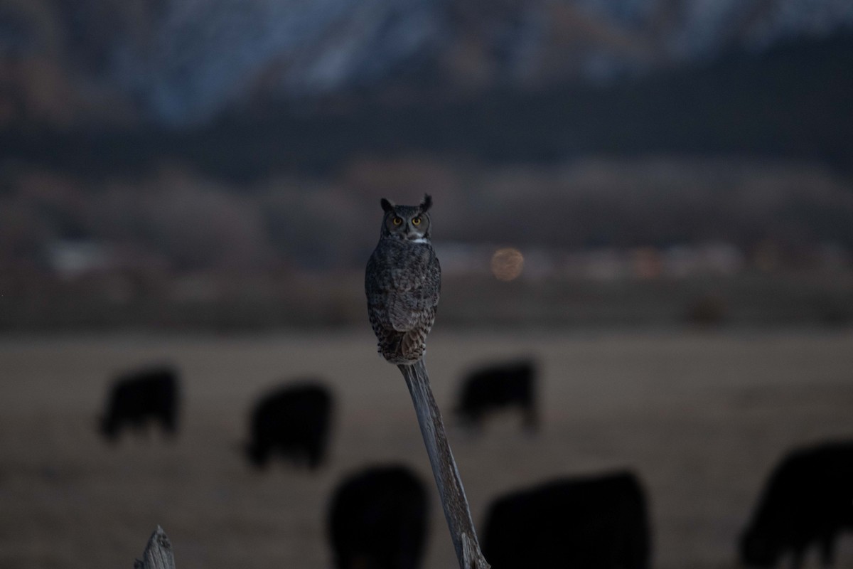 Hontz virginiarra - ML646821296