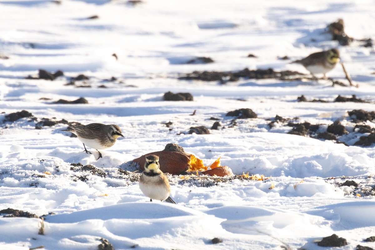 Horned Lark - ML646821298