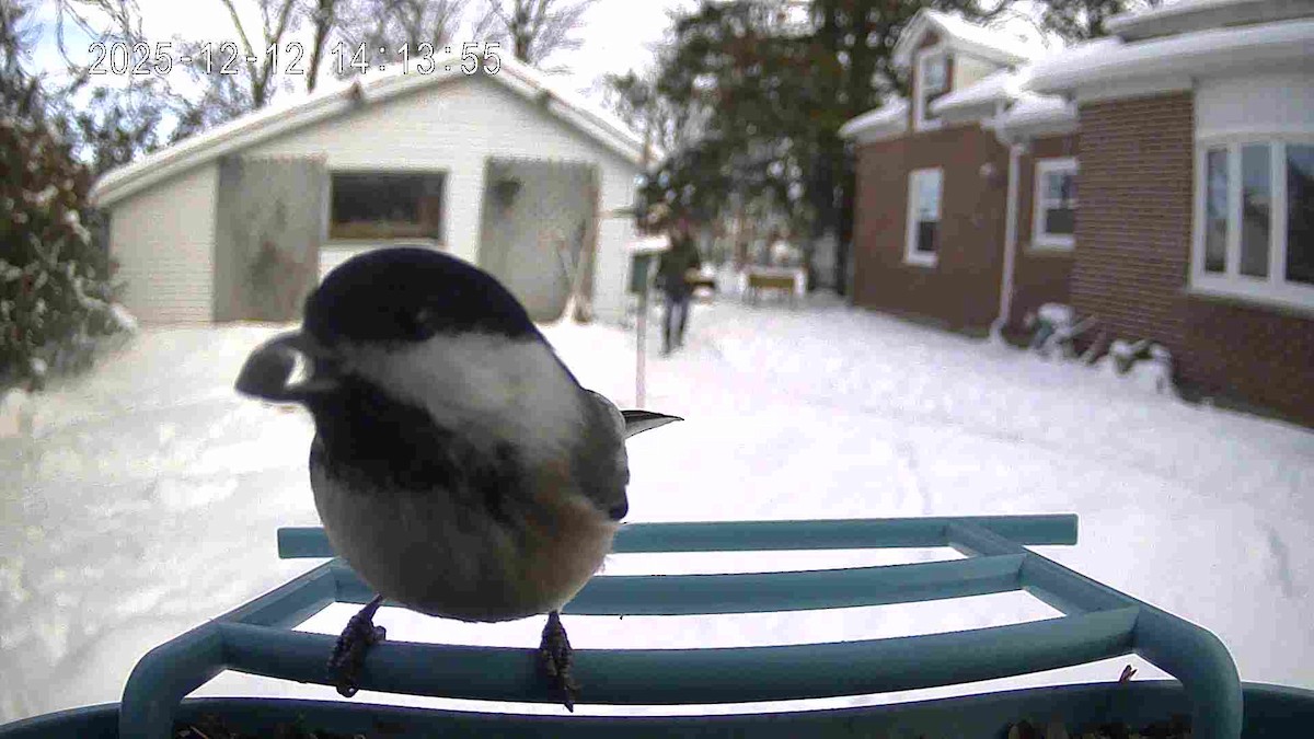 Black-capped Chickadee - ML646821302