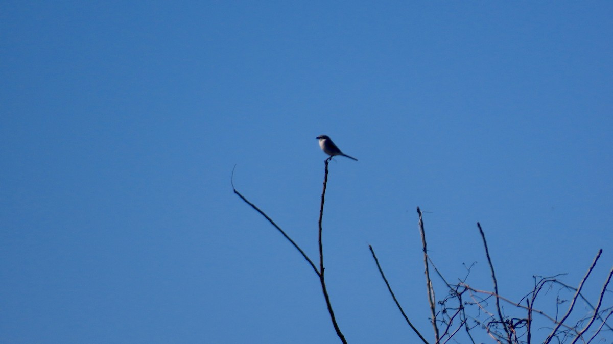 Loggerhead Shrike - ML646821305
