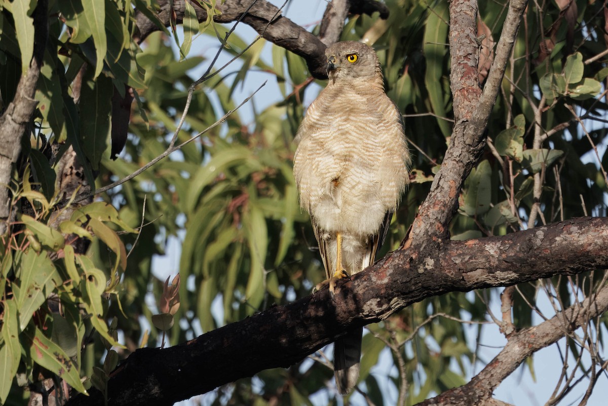 bendelhauk - ML646821306