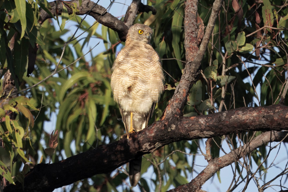 bendelhauk - ML646821307