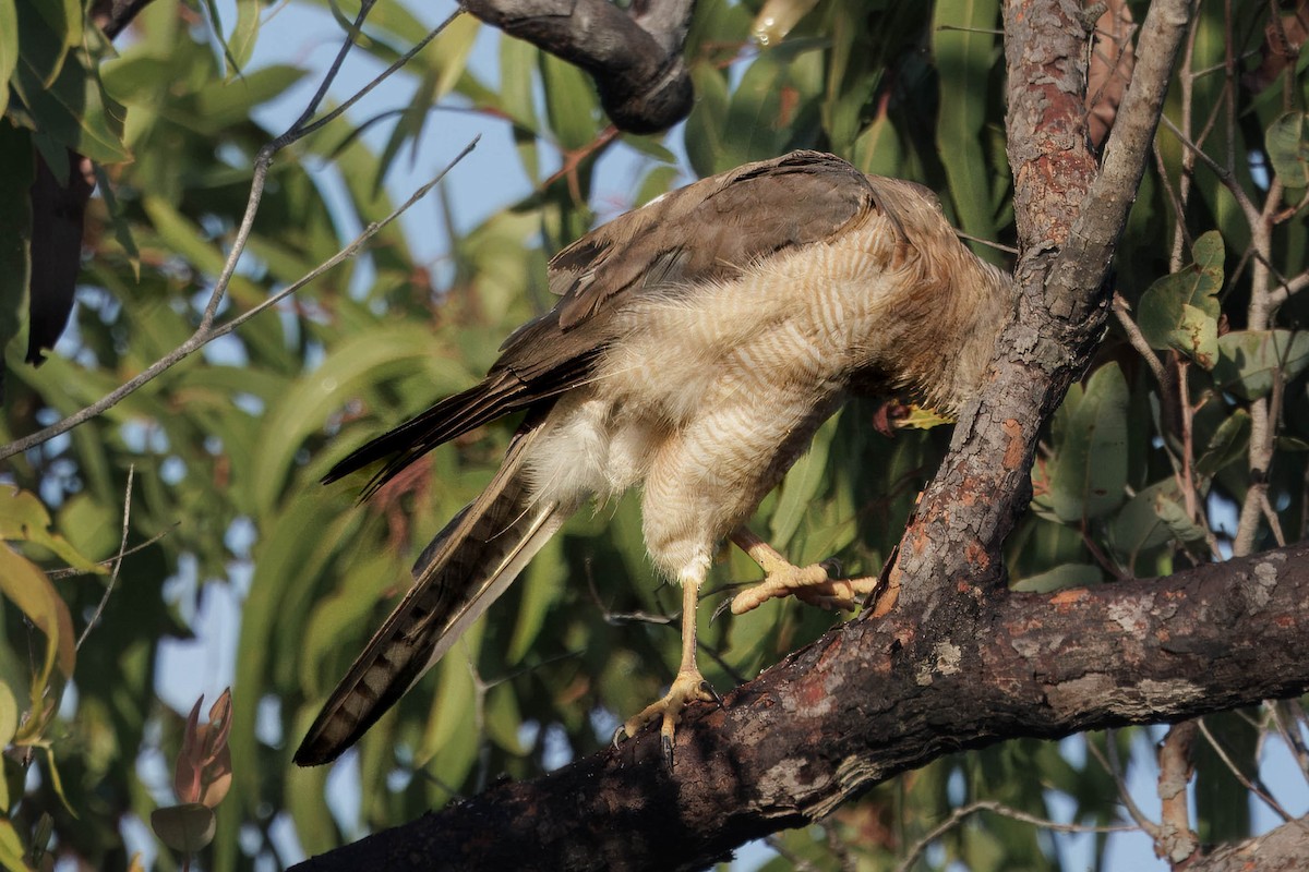 bendelhauk - ML646821308