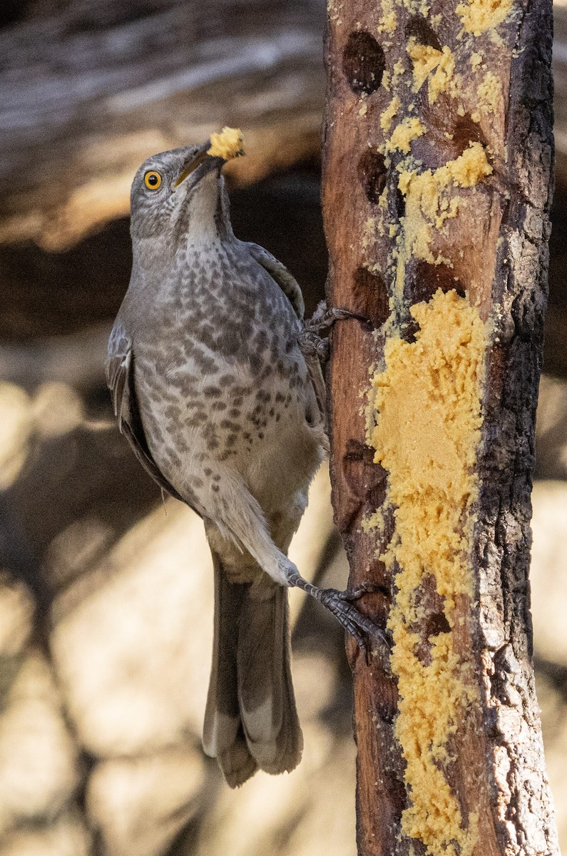 マルハシツグミモドキ - ML646821310