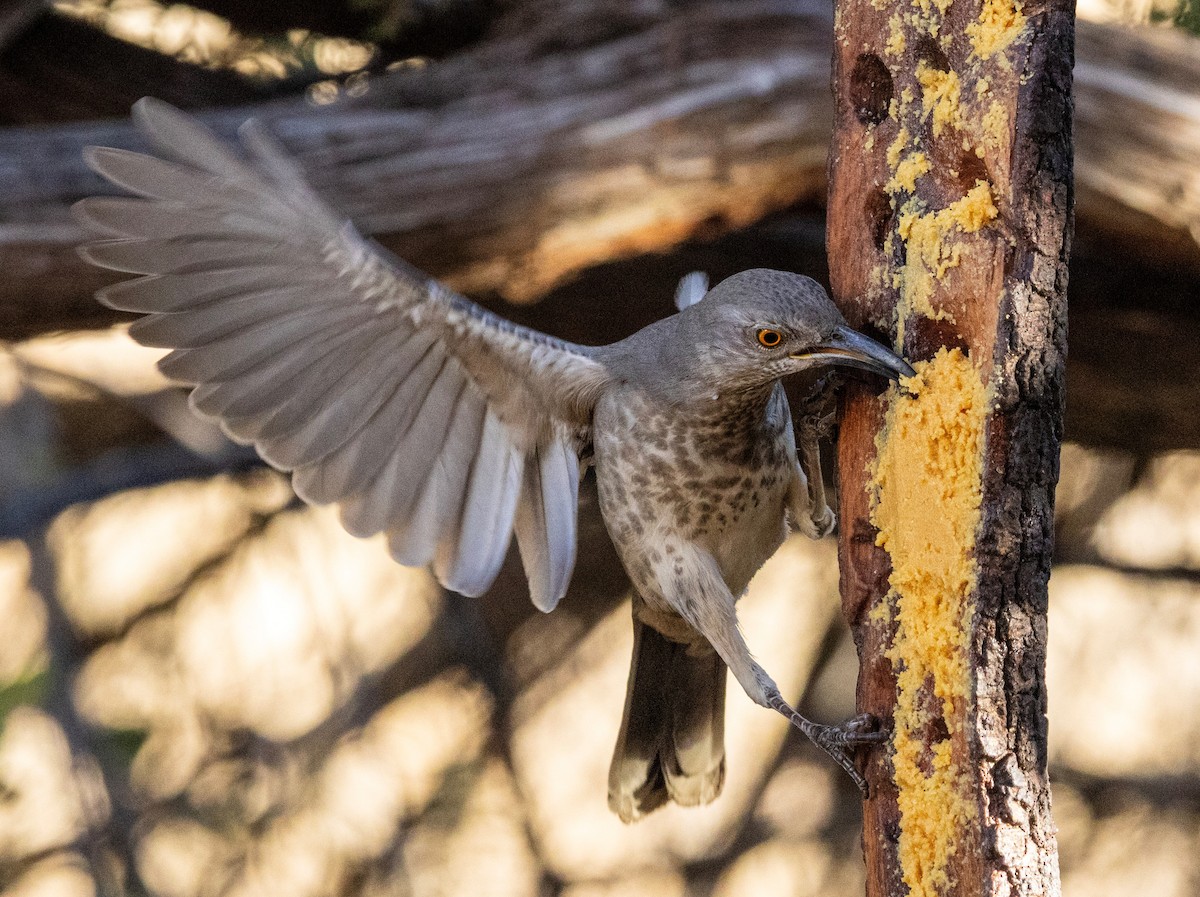 マルハシツグミモドキ - ML646821311