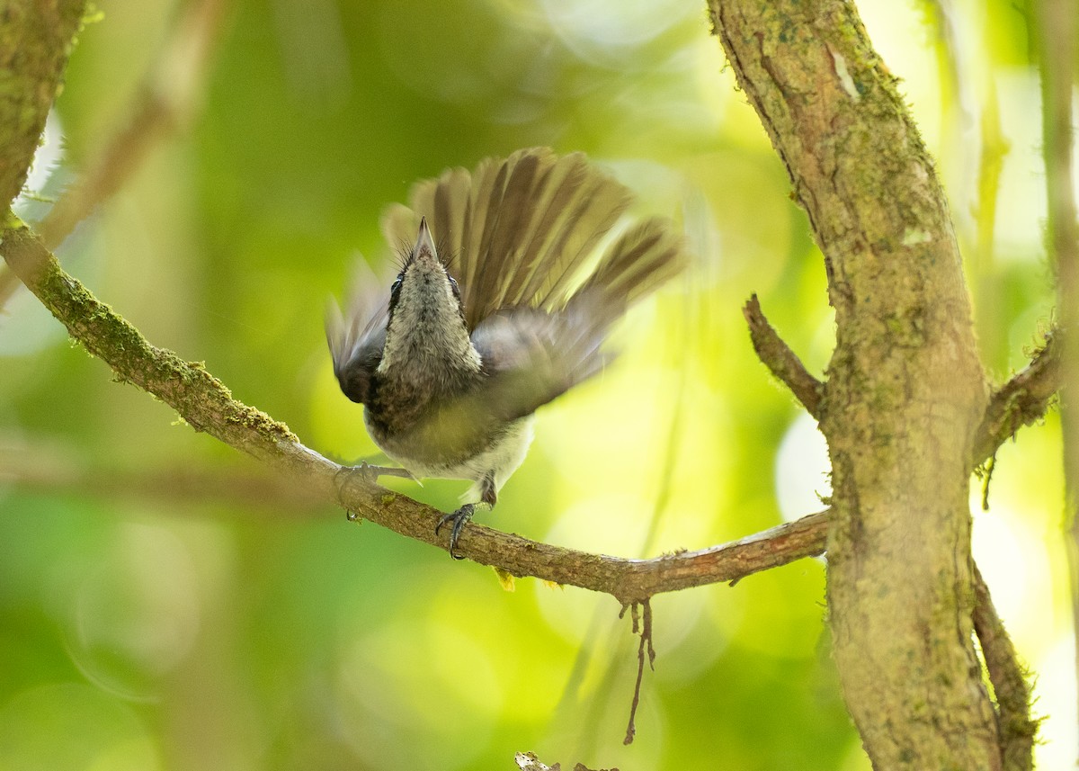 Pied Monarch - ML646821312