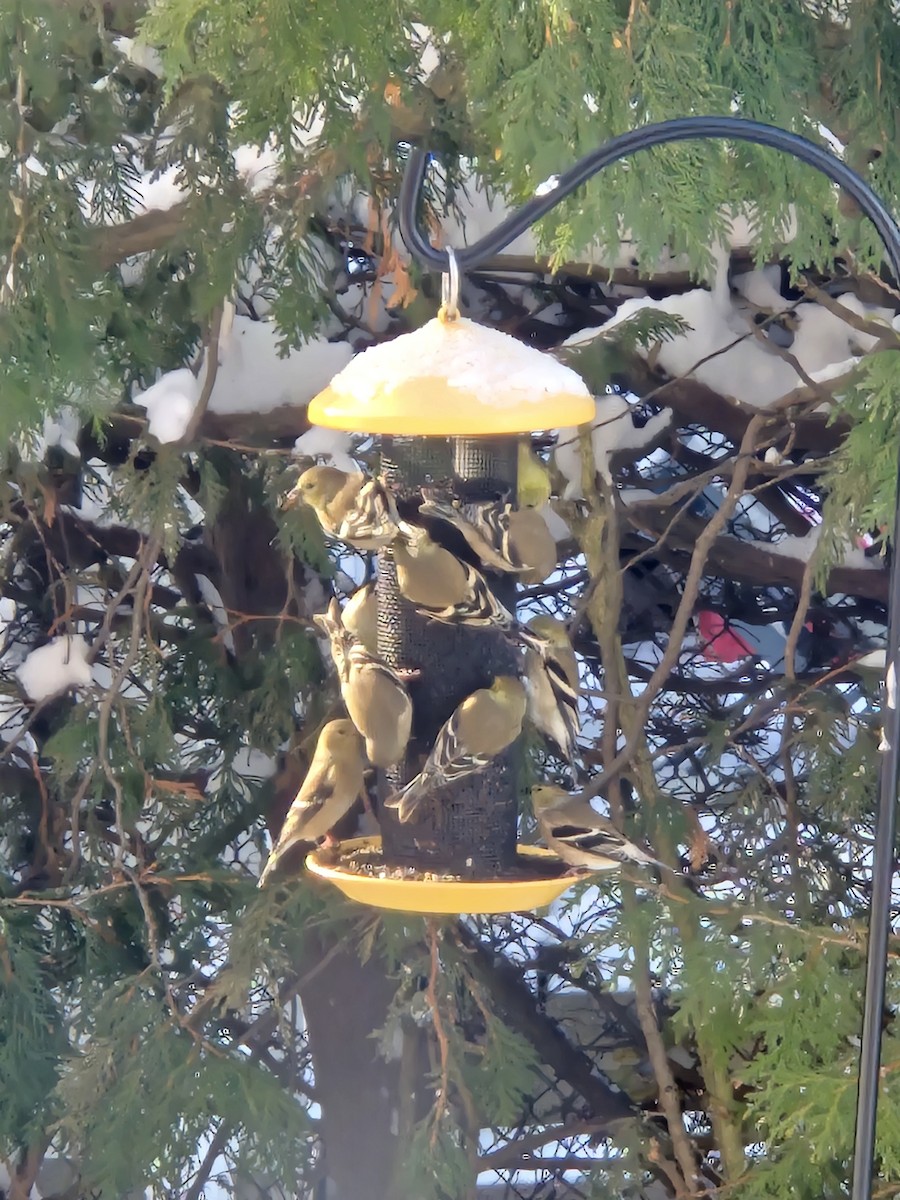 American Goldfinch - ML646821314