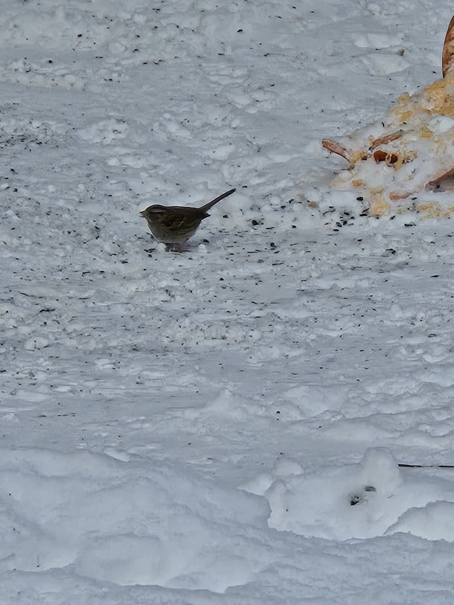 White-throated Sparrow - ML646821319