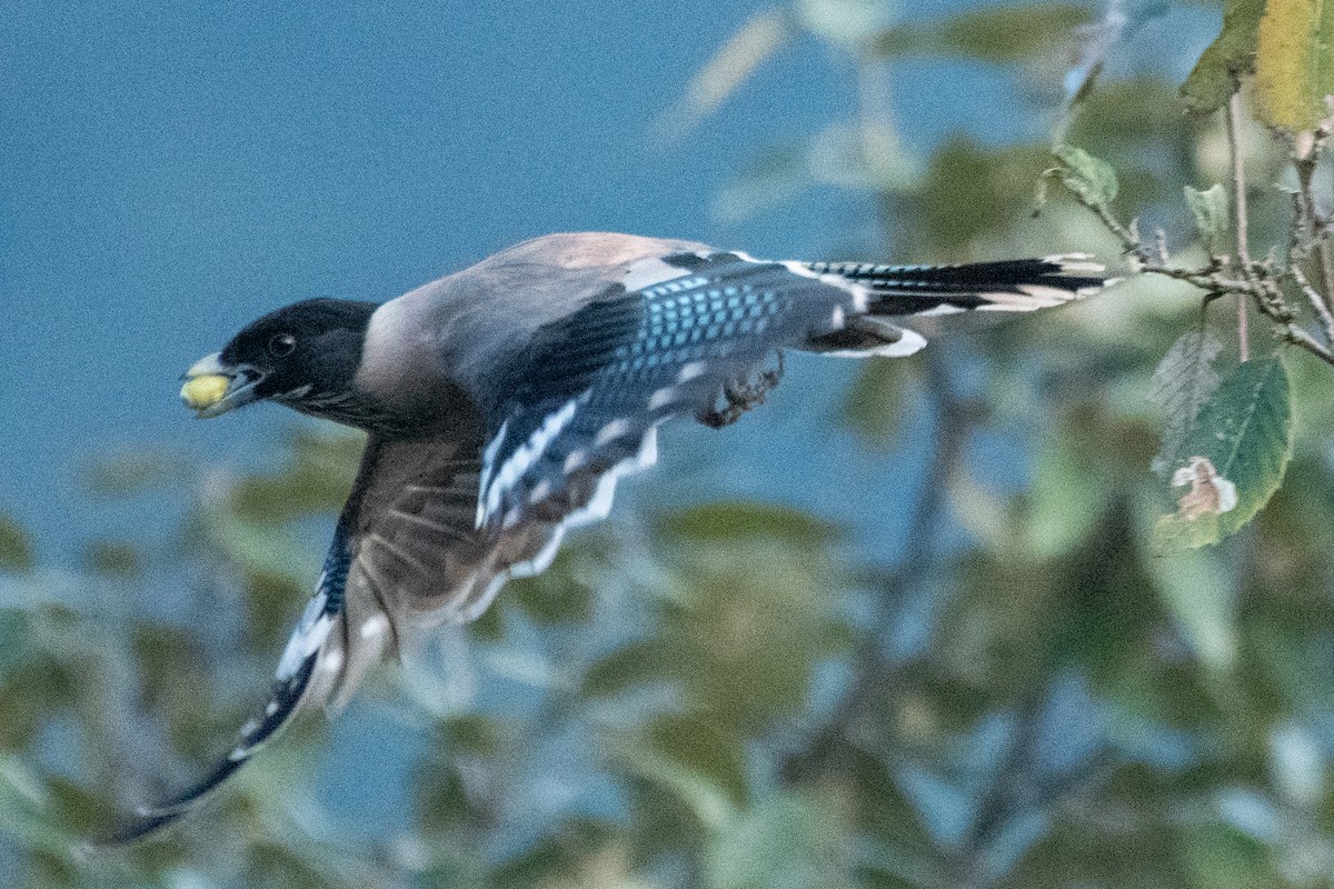 Black-headed Jay - ML646821321
