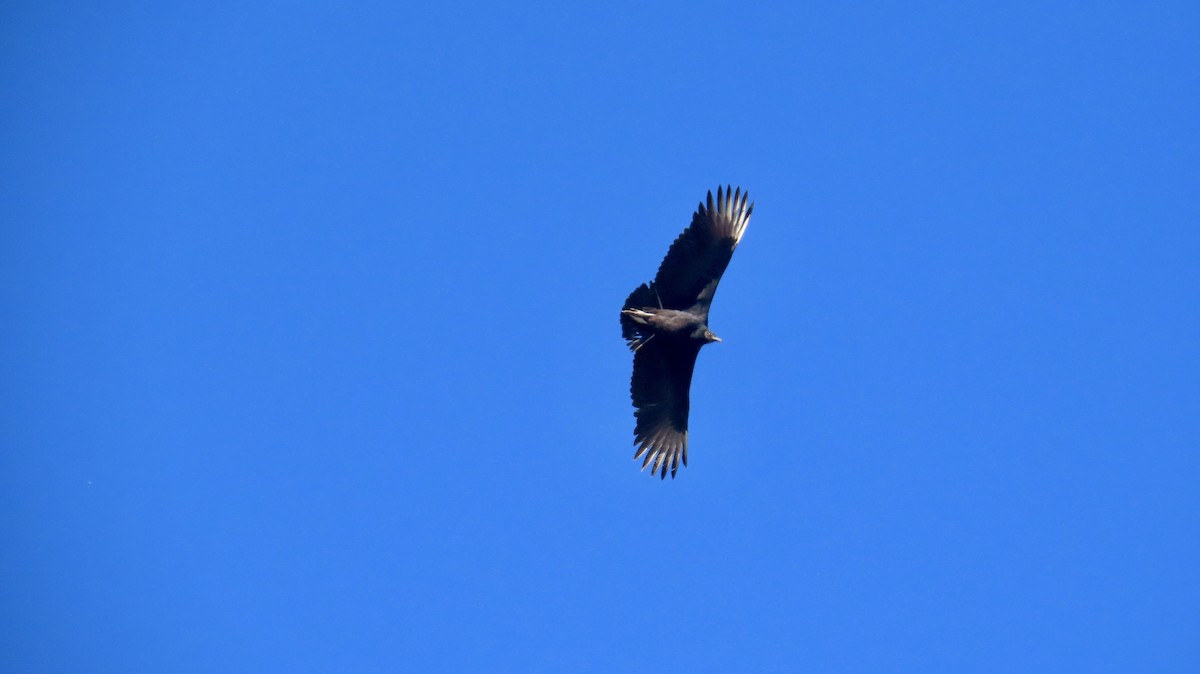 Zopilote beltza - ML646821324