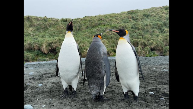 tučňák patagonský - ML646821330