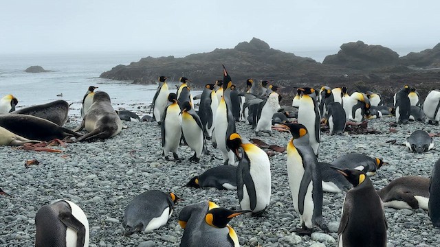 tučňák patagonský - ML646821331