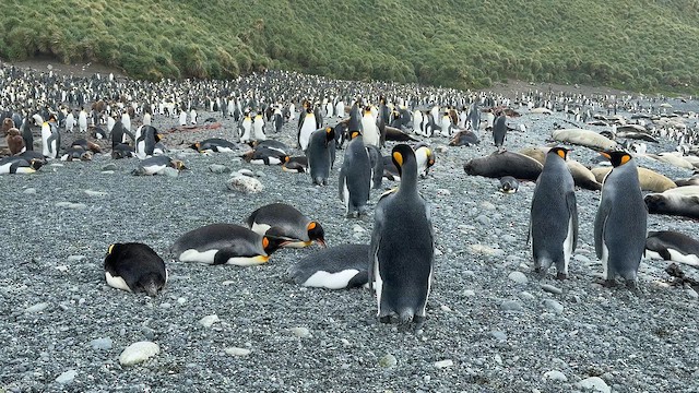 tučňák patagonský - ML646821335