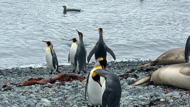 tučňák patagonský - ML646821336