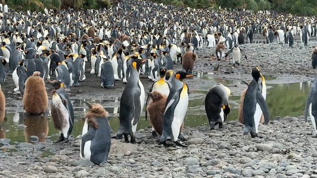 tučňák patagonský - ML646821337