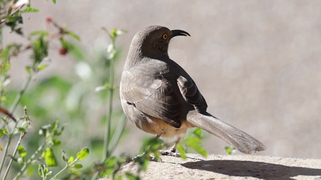 drozdec skvrnitoprsý - ML646821340