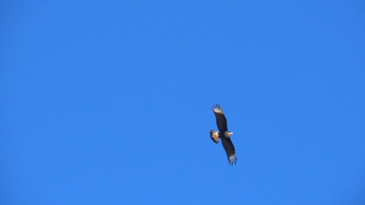 Schopfkarakara (Nordkarakara) - ML646821344