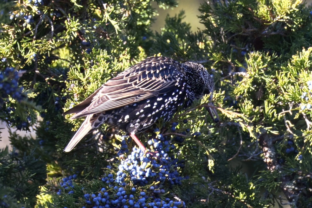 European Starling - ML646821345
