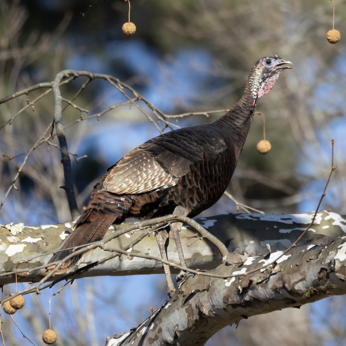 シチメンチョウ - ML646821346