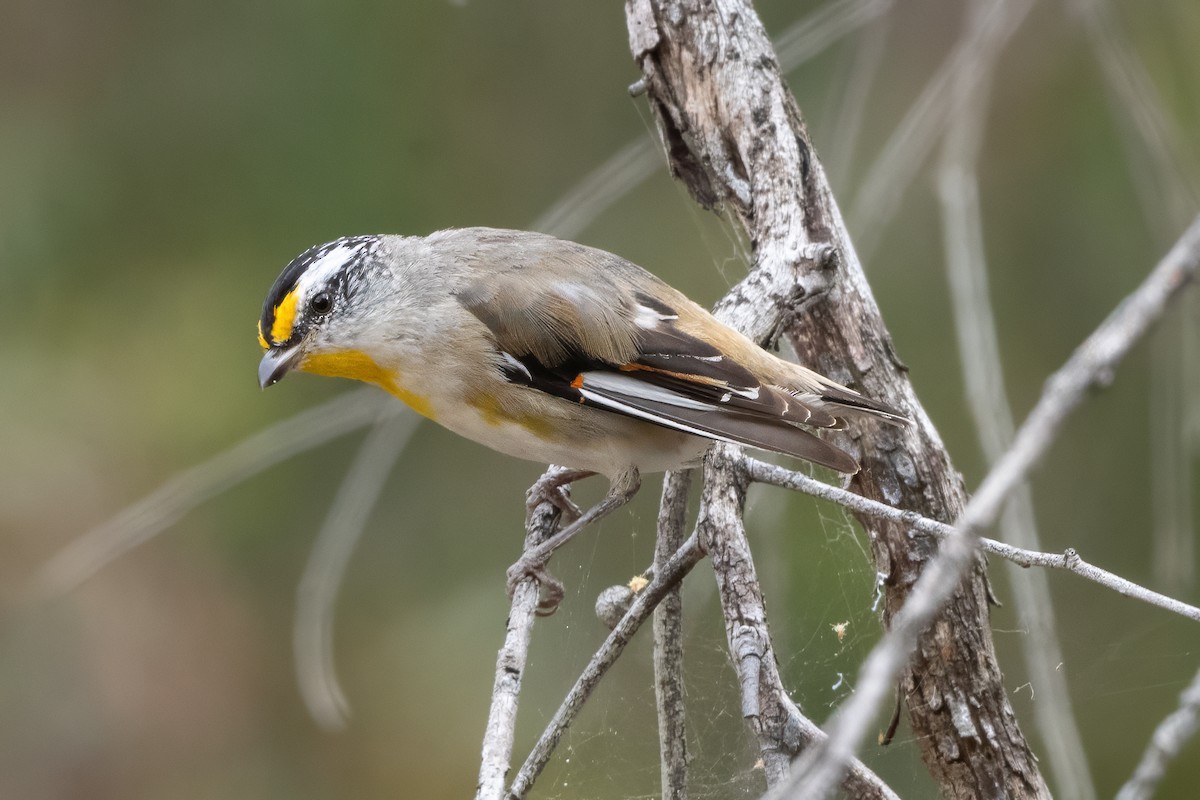 Streifenpanthervogel - ML646821348