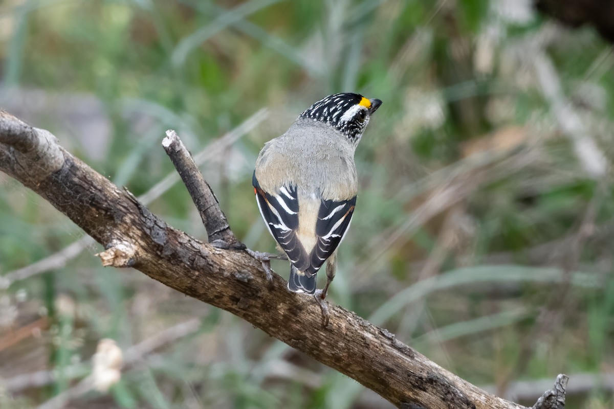 Streifenpanthervogel - ML646821349