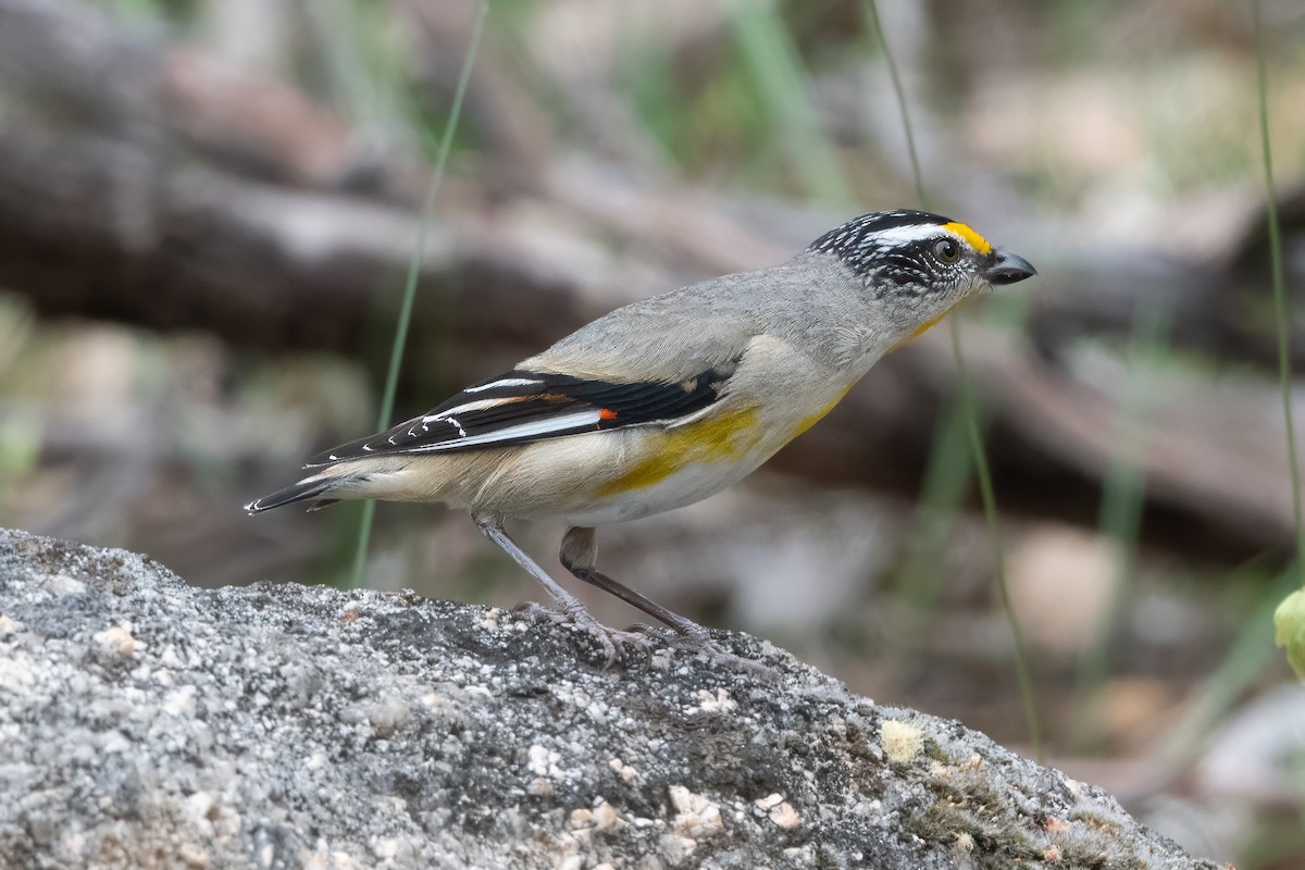 Streifenpanthervogel - ML646821350