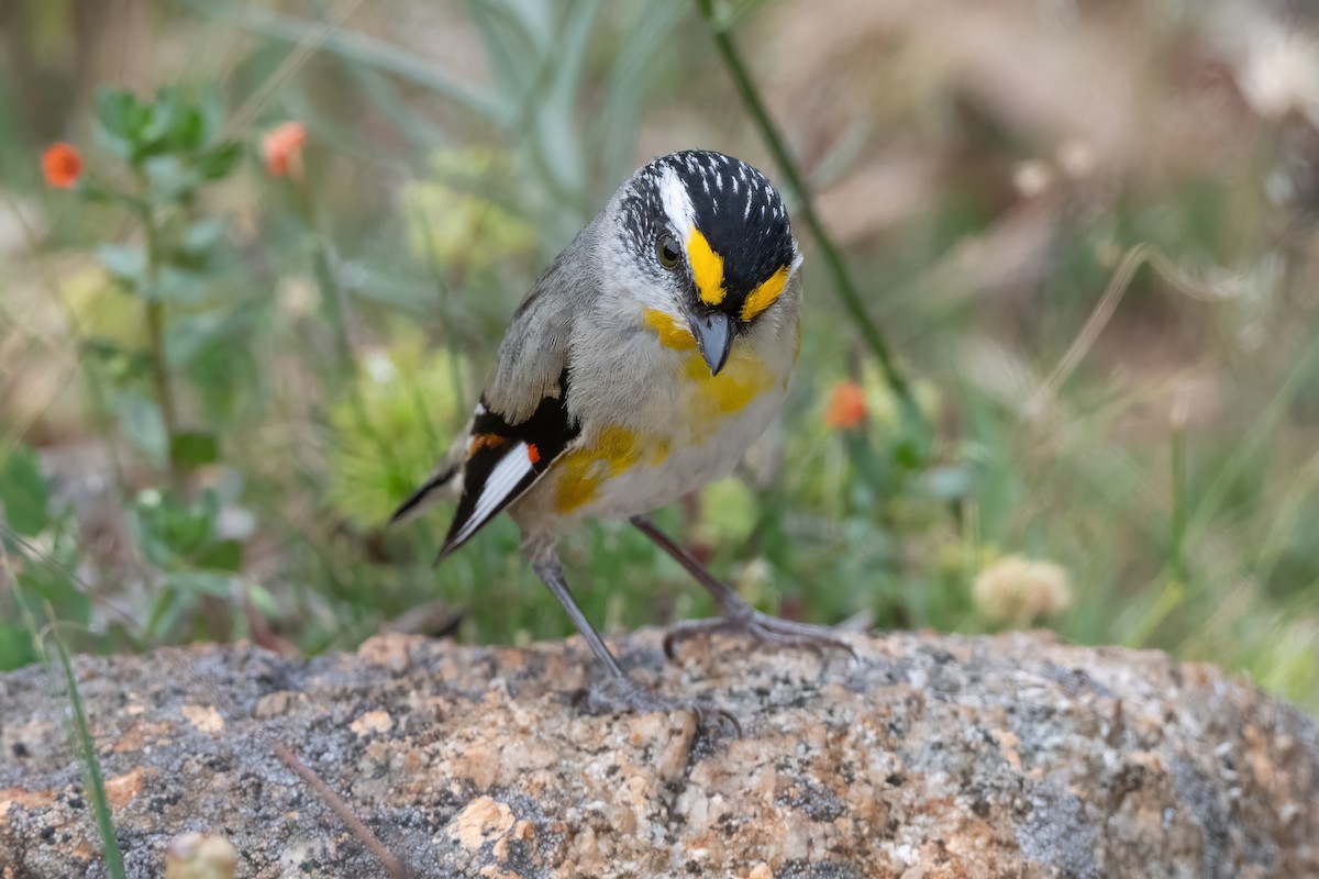 Streifenpanthervogel - ML646821351