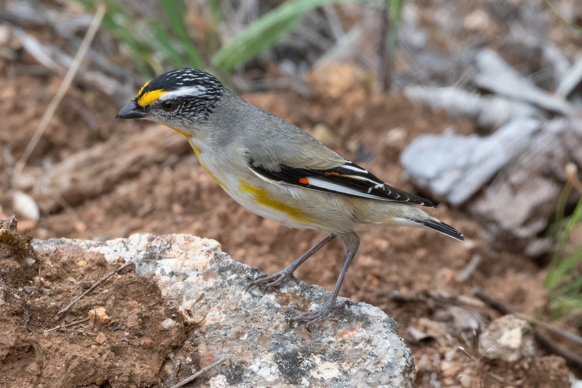 Streifenpanthervogel - ML646821352