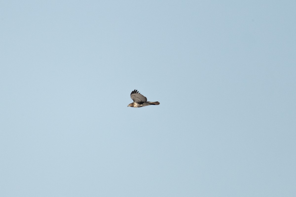 Red-tailed Hawk - ML646821353