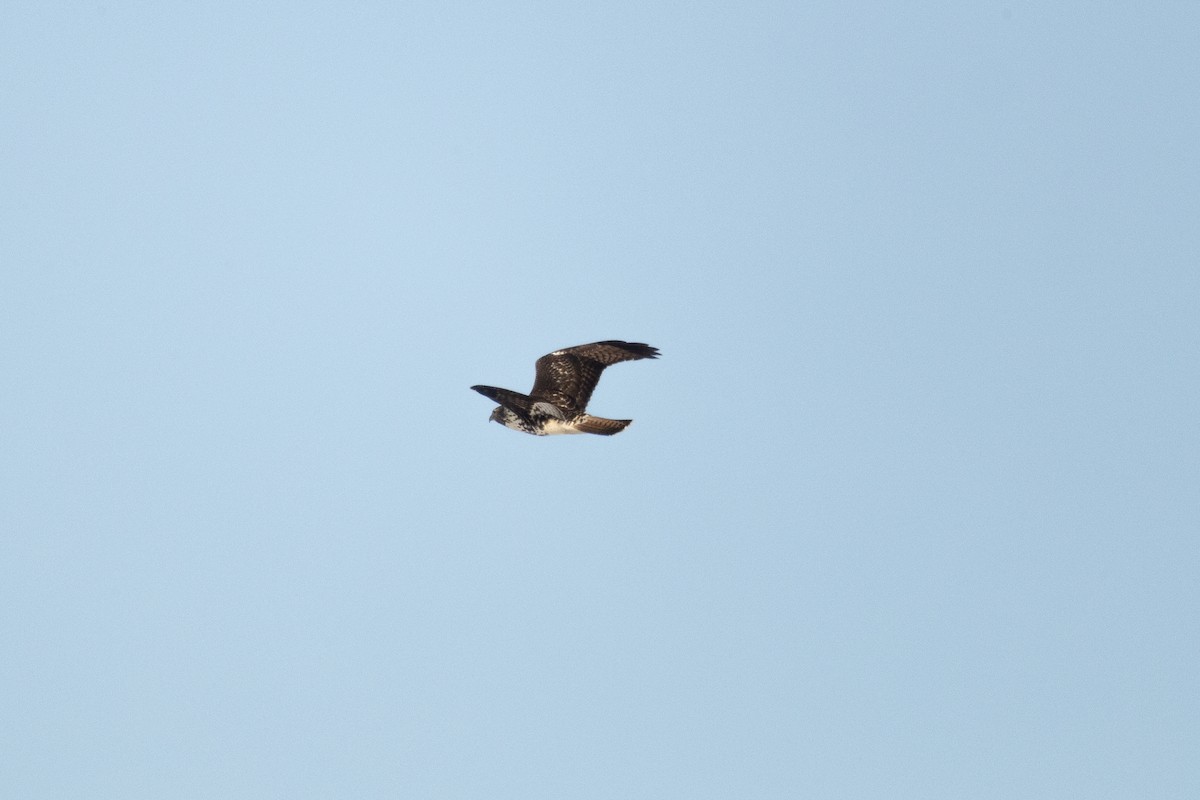 Red-tailed Hawk - ML646821354