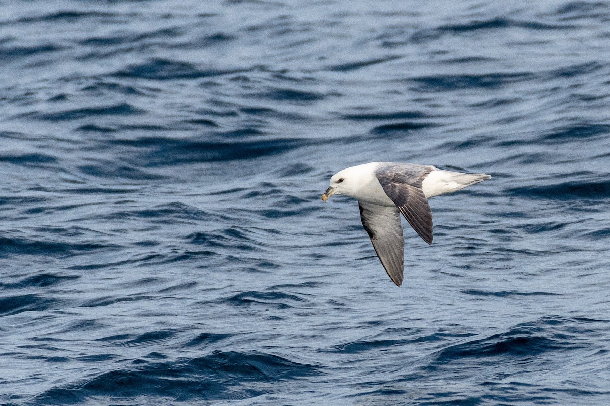 Northern Fulmar - ML646821356