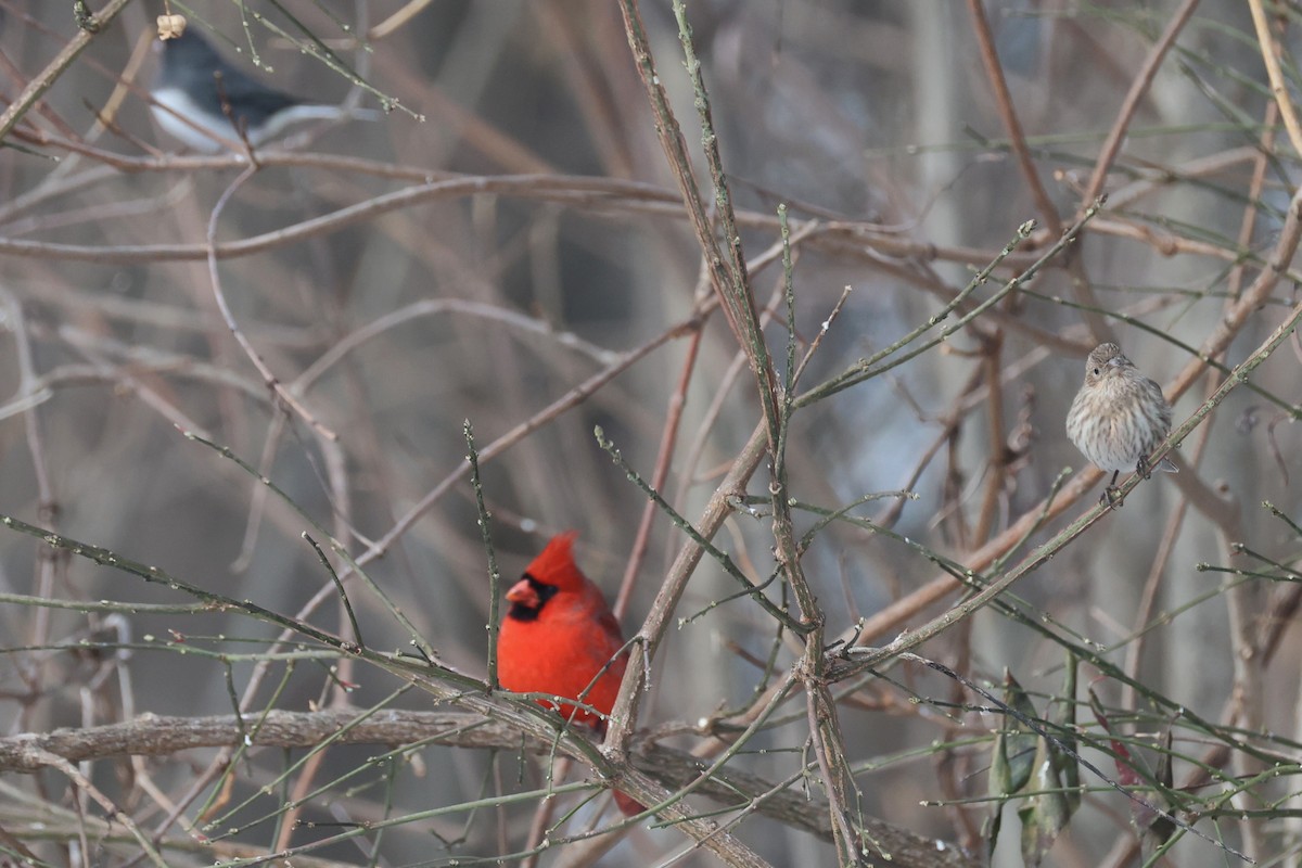 Kırmızı Kardinal - ML646821359