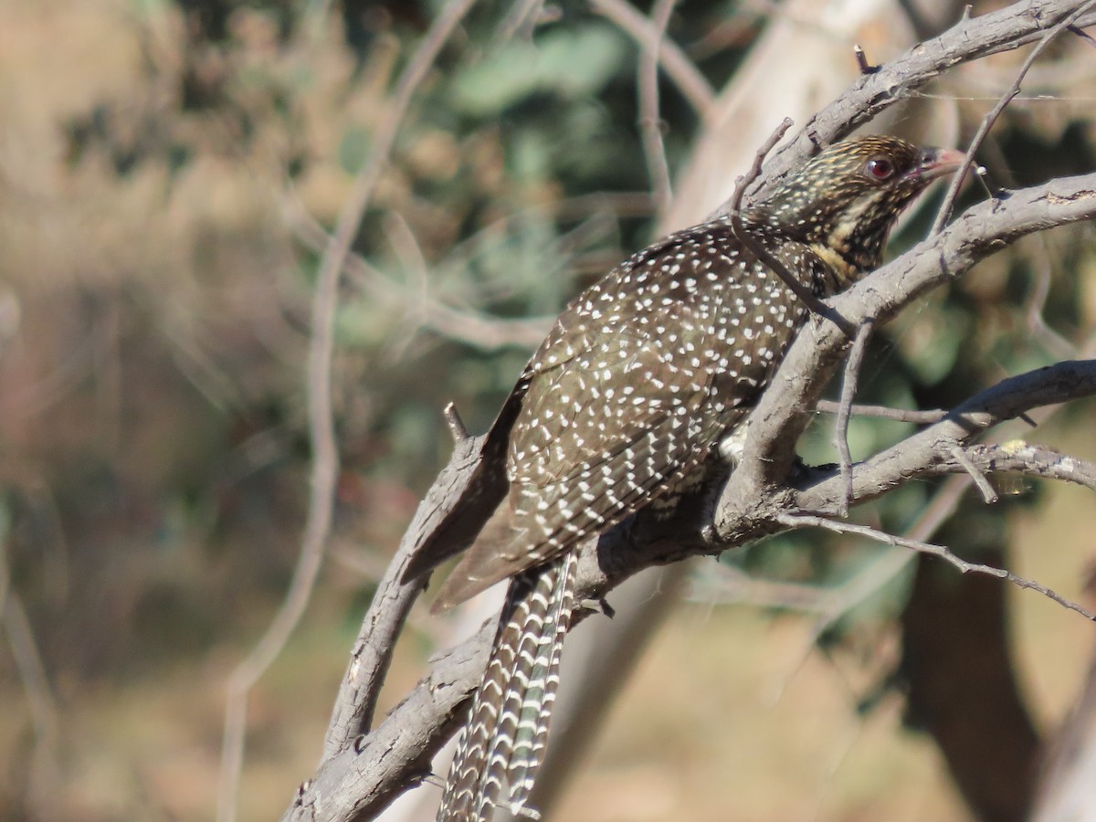 Тихоокеанский коэль - ML646821363