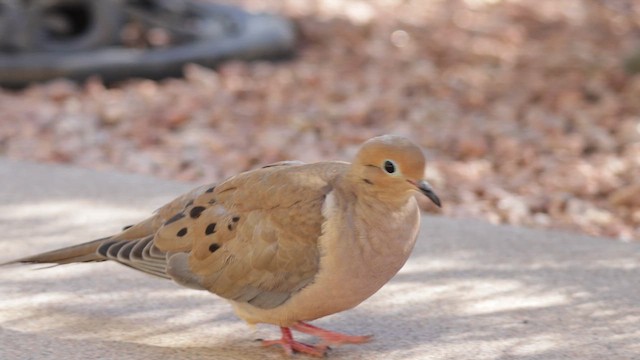 hrdlička karolínská - ML646821365