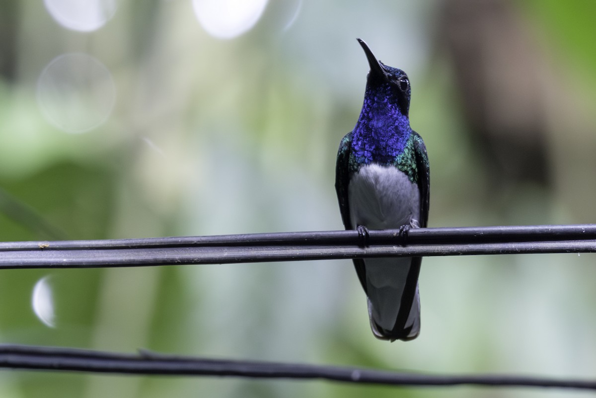 White-necked Jacobin - ML646821367