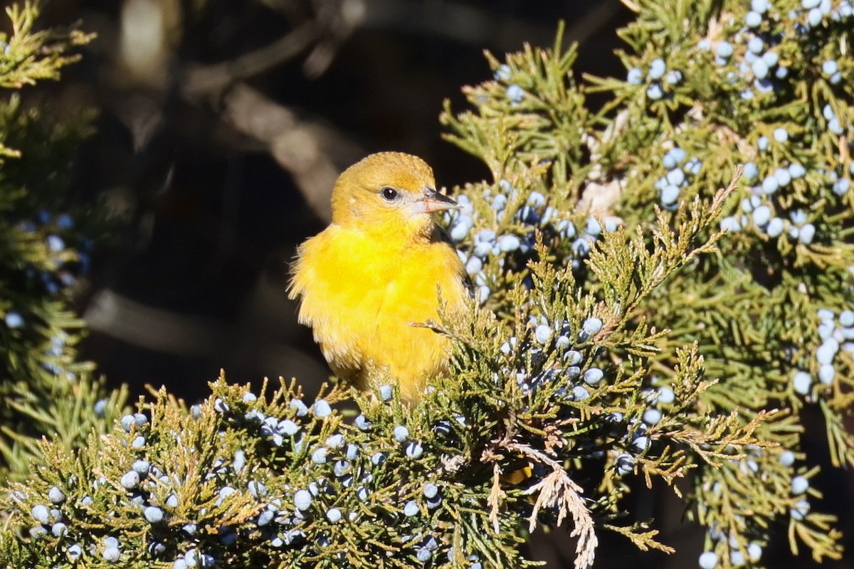 Baltimore Oriole - ML646821368